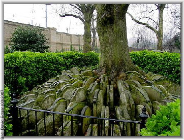 london_old_pancras_churchyard_hardy_tree_bild_polidori