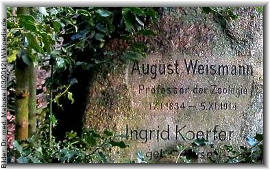 weismann_august2_gb