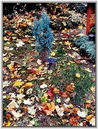 Bild: Matthias Bauer-Pleiner (10/1999)
